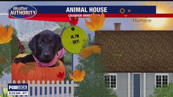 Welcome Sky Miracle, Miso, Stormy