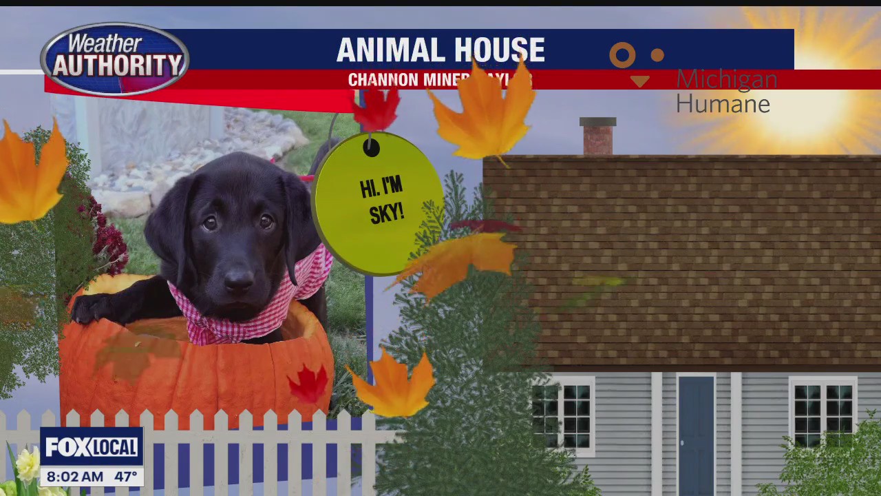 Welcome Sky Miracle, Miso, Stormy