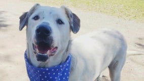 Pet of the Weekend: Lance