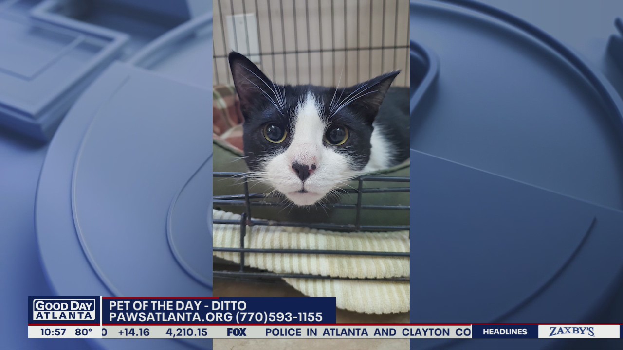 Pet of the Day from PAWS Atlanta
