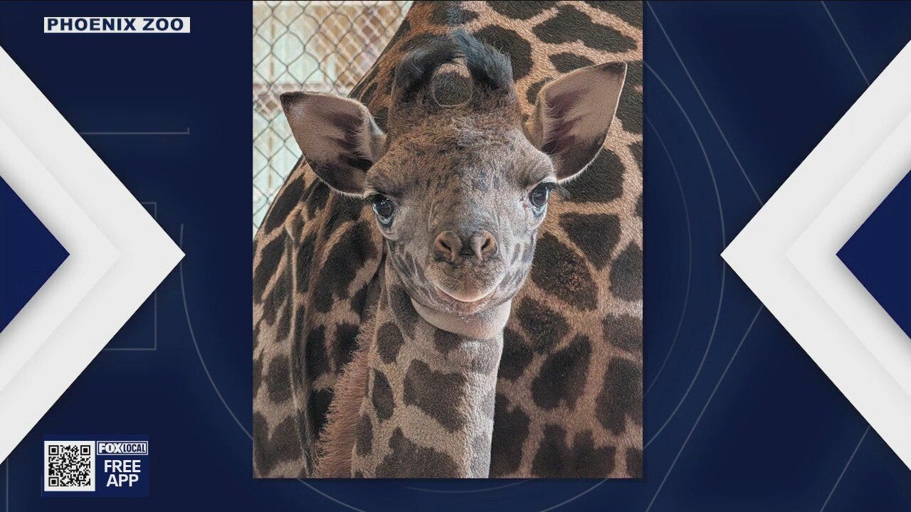 Phoenix Zoo welcomes birth of new giraffe calf