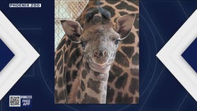 Phoenix Zoo welcomes birth of new giraffe calf