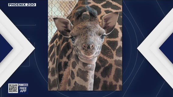 Phoenix Zoo welcomes birth of new giraffe calf