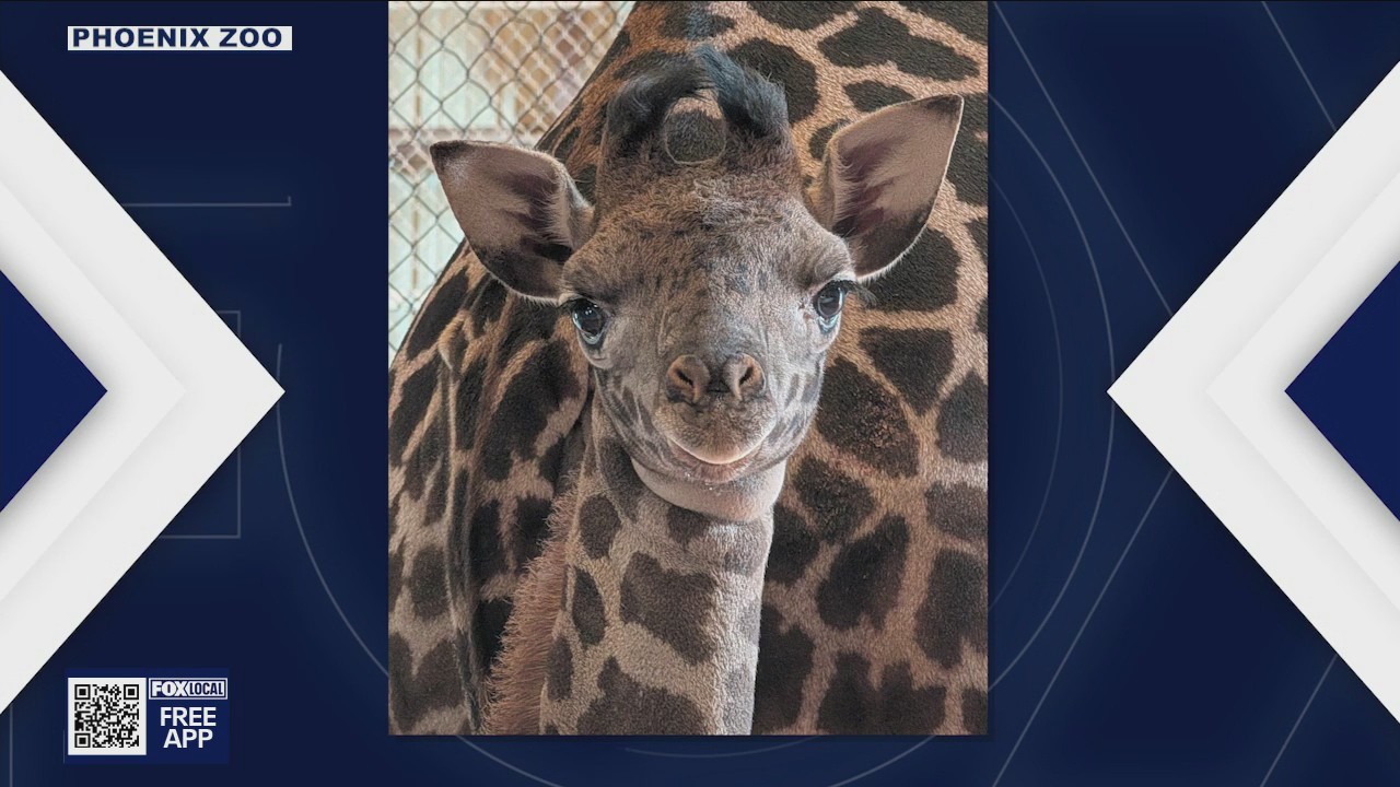 Phoenix Zoo welcomes birth of new giraffe calf