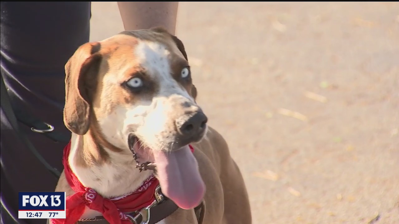 Furry friends at SPCA Tampa Bay need forever homes