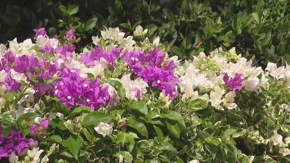 Florida Botanical Gardens