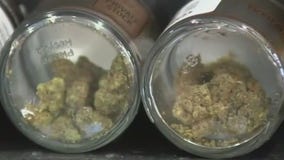 1st school to offer professional cannabis education in MN