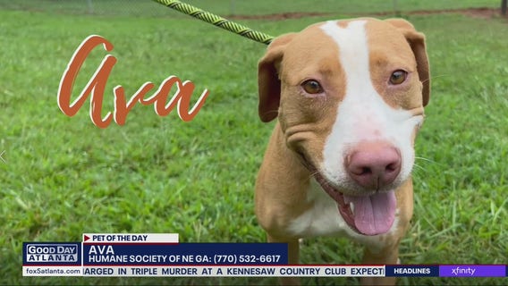 Pet of the Day from the Humane Society of Northeast Georgia