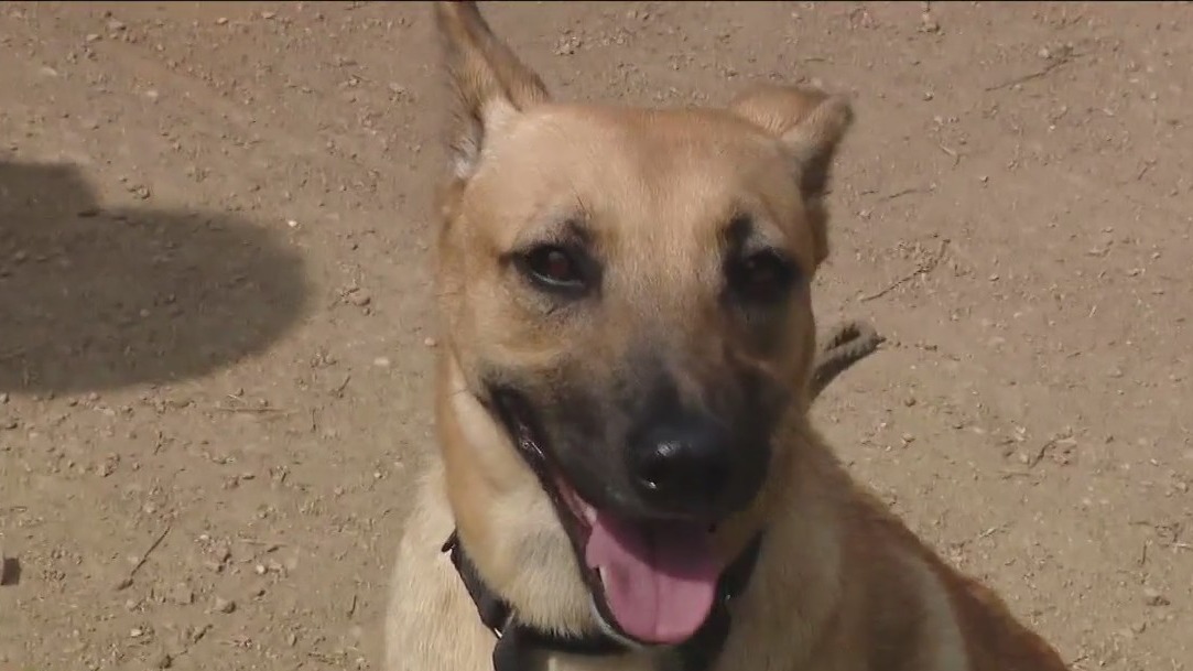 Dog of the Weekend: Lohan at Austin Pets Alive