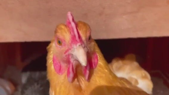 Waukesha backyard chicken ordinance ruffles feathers