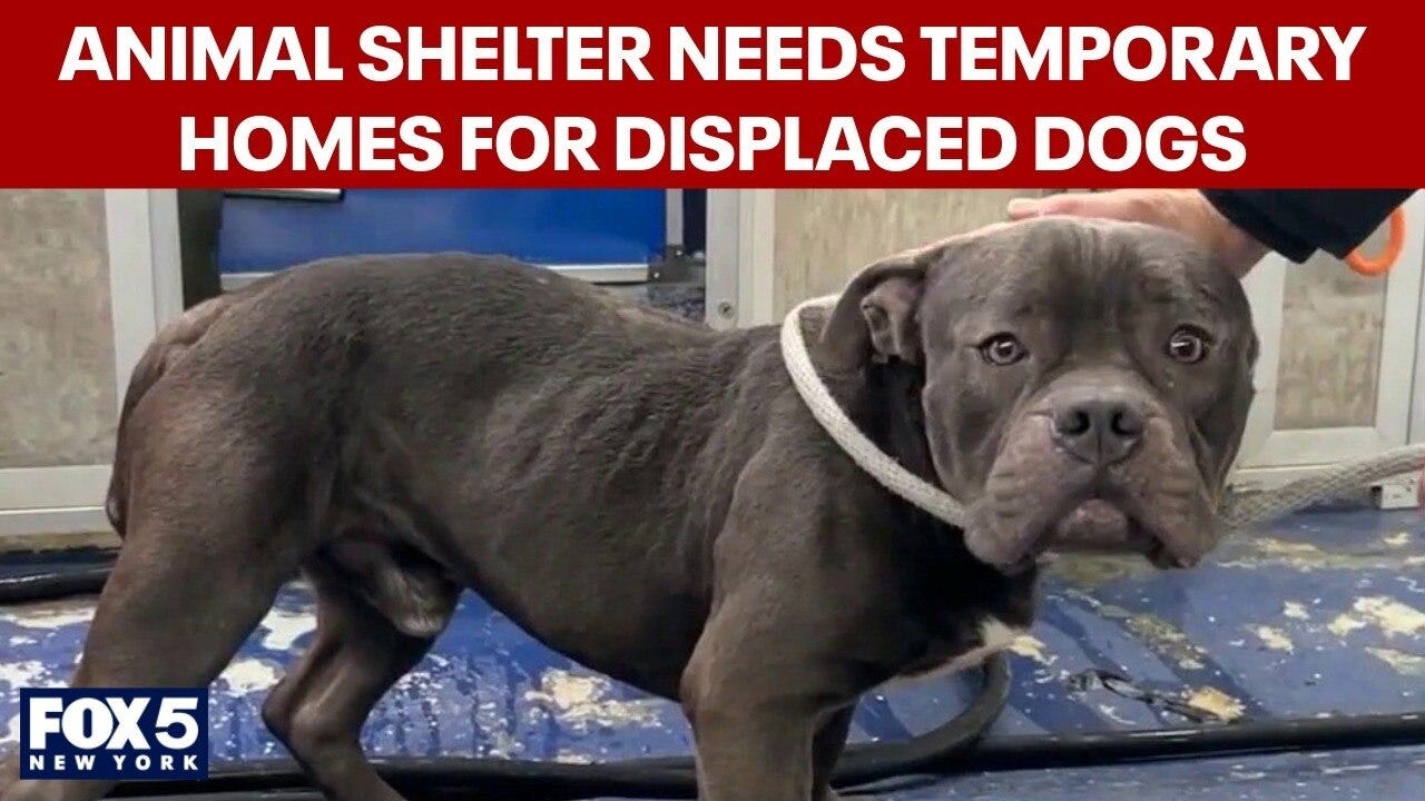 Newark animal shelter needs temporary homes for displaced dogs