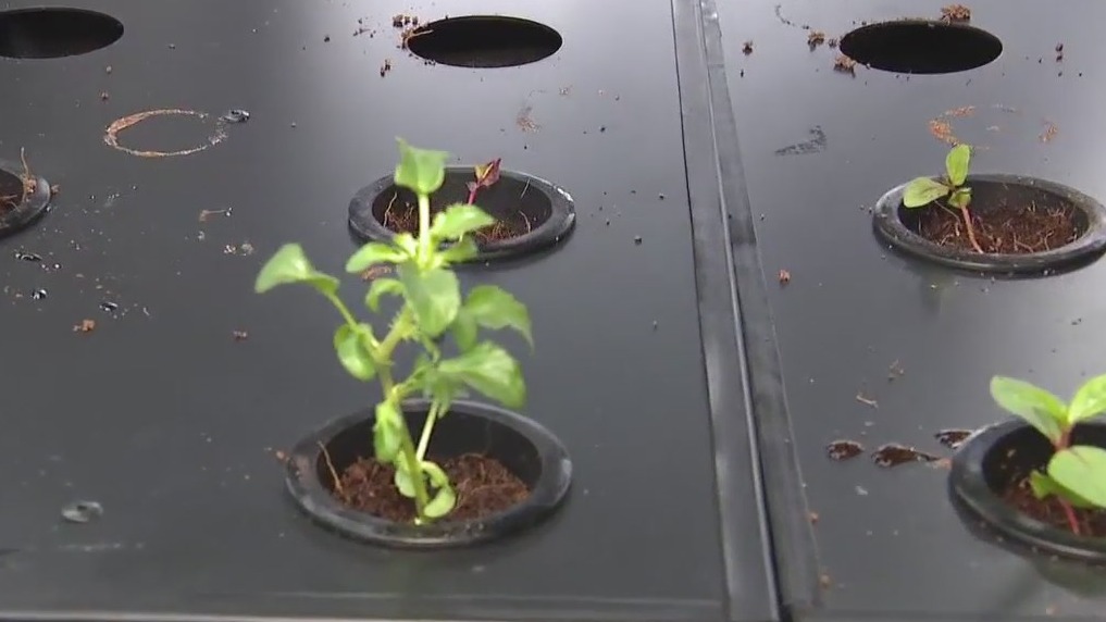 Future of farming? Eden Grow Systems could help food desserts