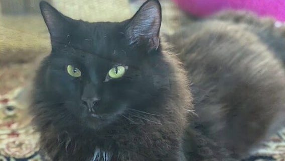 Pet of the Day from Humane Society of Cobb County