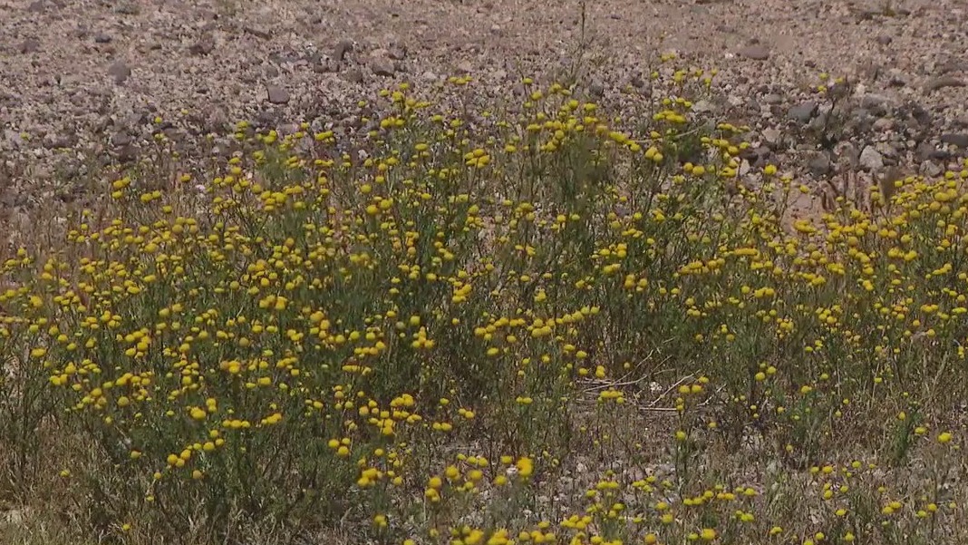 Stinknet weed causing seasonal allergy flare ups