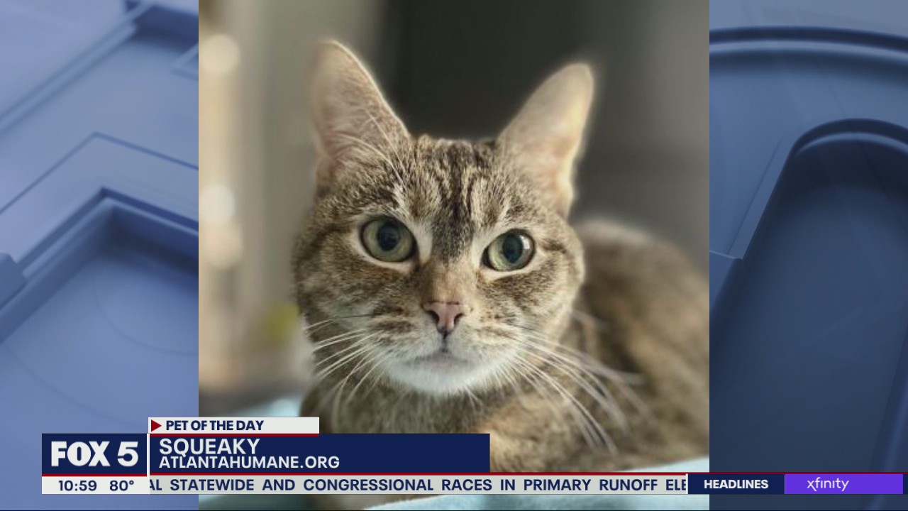 Pet of the Day from Atlanta Humane Society