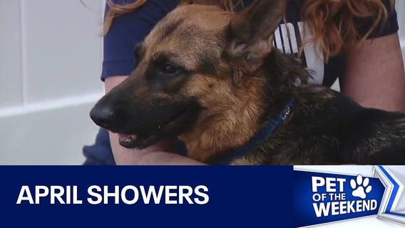 Meet April Showers and her puppies!