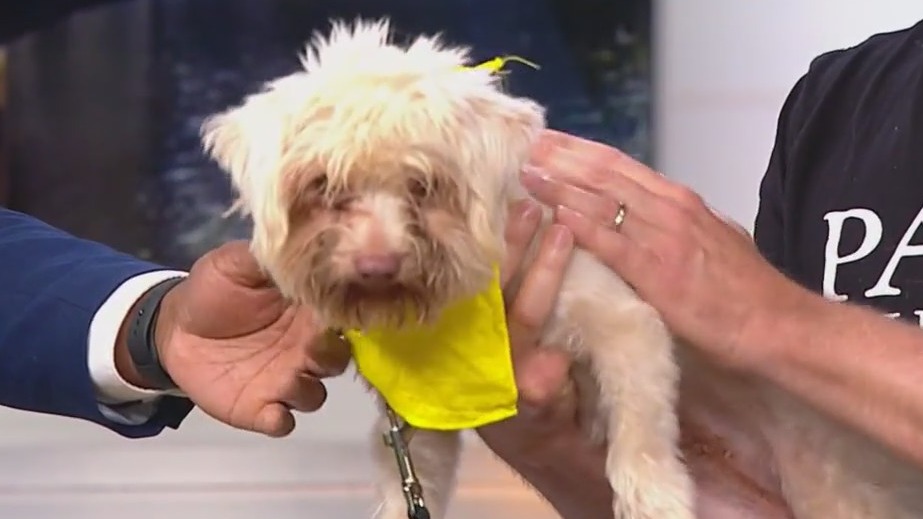 PAWS Pet of the Week: Buffy