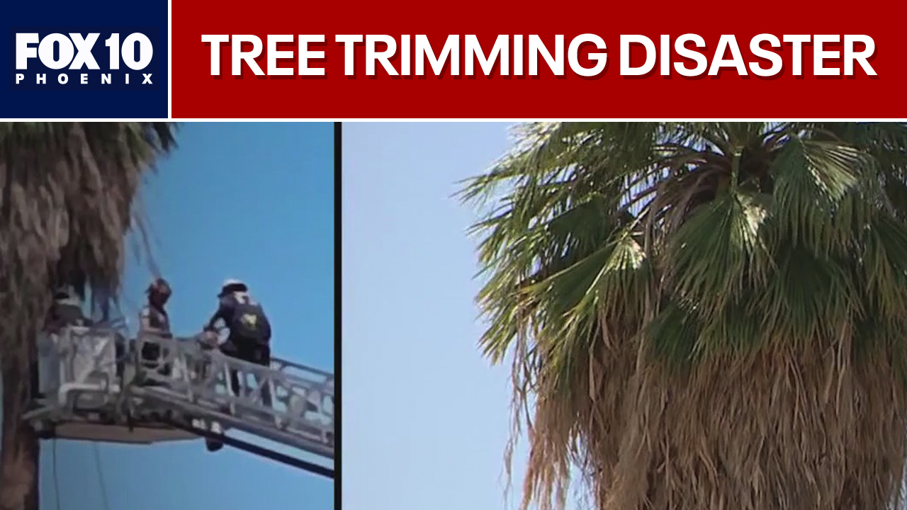Disaster while trimming a palm tree in Phoenix
