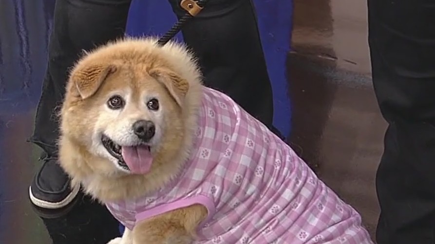 Meet Eleanor: Our Pet of the Day