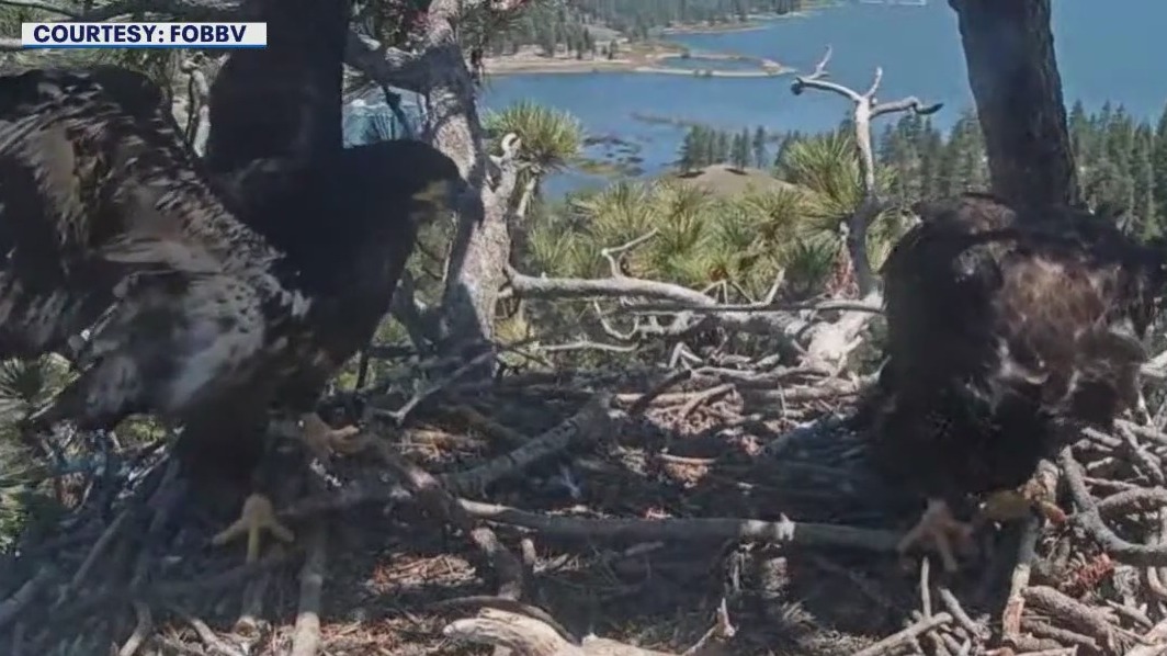 Sunny and Gizmo are preparing to fly