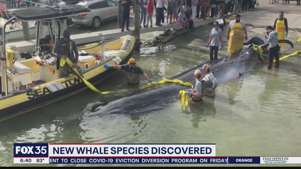 New whale species discovered