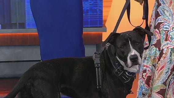 Meet Buckeye and Pinky: Our Pets of the Day