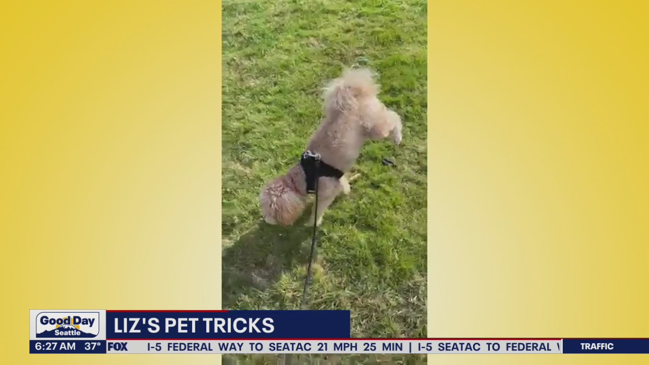 Liz's Pet Tricks for Thursday, November 3