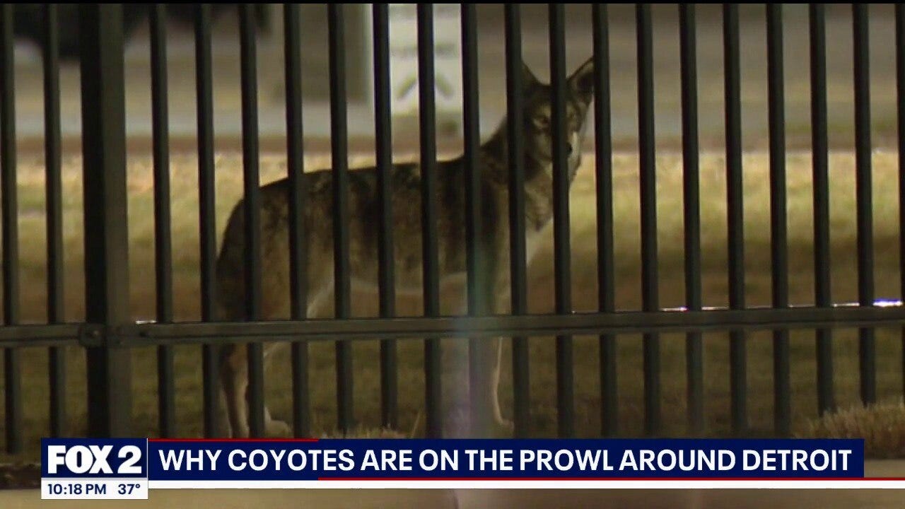 Why coyotes are on the prowl around Detroit