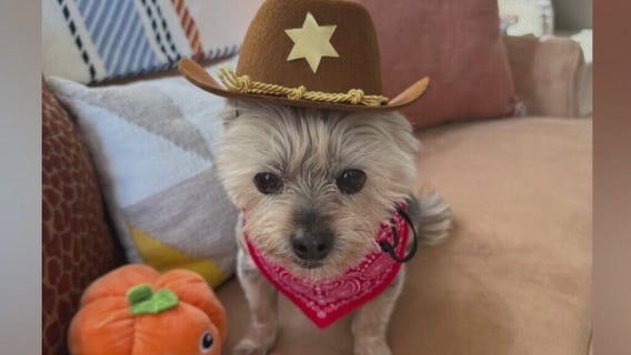 Antioch family devastated after small dog mauled to death during walk