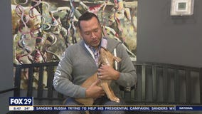 These furry friends are searching for furever homes!