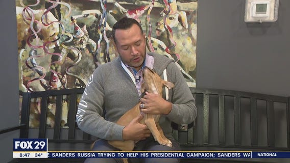 These furry friends are searching for furever homes!