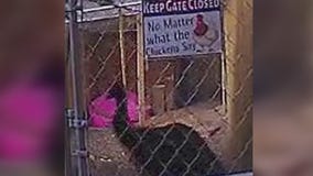 Emu found at Park Forest residence after officers dispatched for welfare check on an alleged ostrich