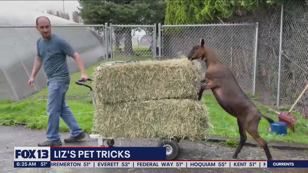 Liz's Pet Tricks for Tuesday, June 21