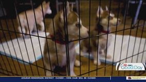 Tips for new puppies this holiday season