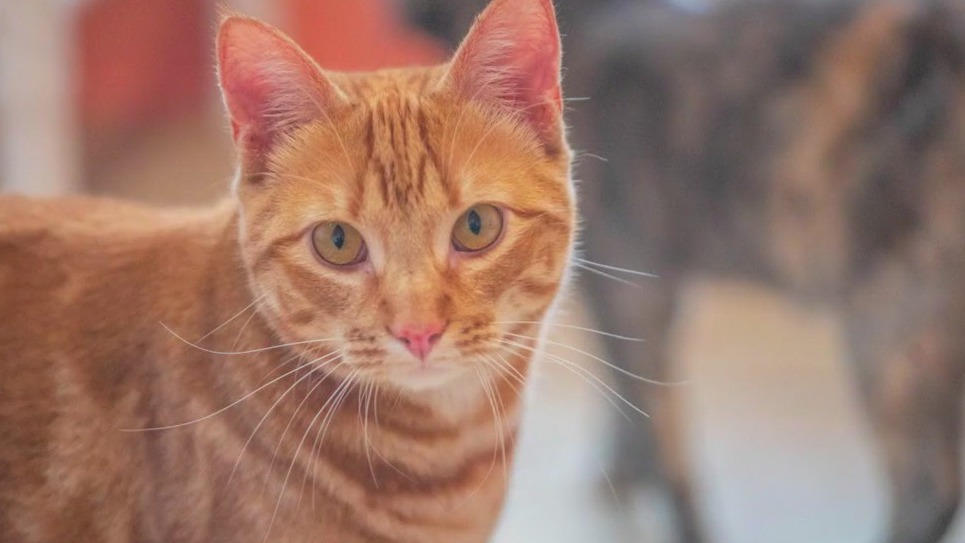 PET OF THE DAY: Chicken Noodle