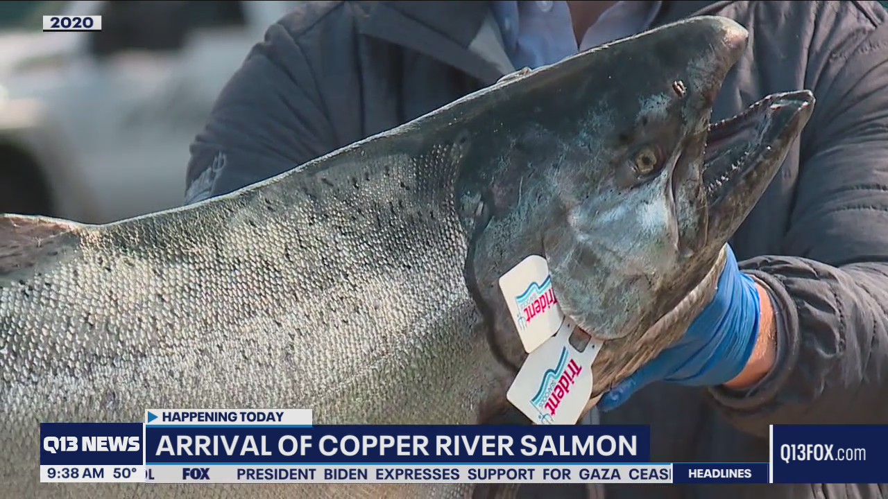 Copper River salmon arrives in Seattle