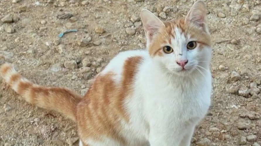 'Walter the cat' rescued by Paws of War