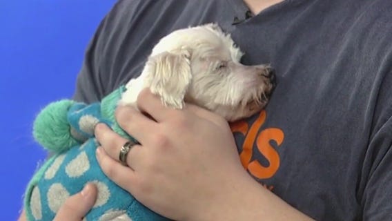 Meet Shaw: Our Pet of the Day