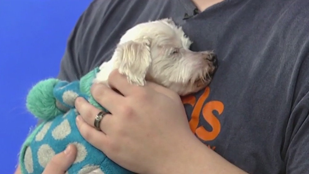 Meet Shaw: Our Pet of the Day