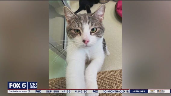 Pets of the Day from the Humane Society of Cobb County
