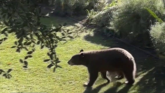 Another bear spotted in an Altadena home 
