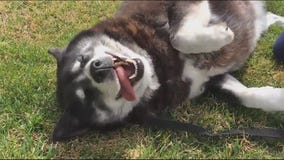 Husky found in Riverside