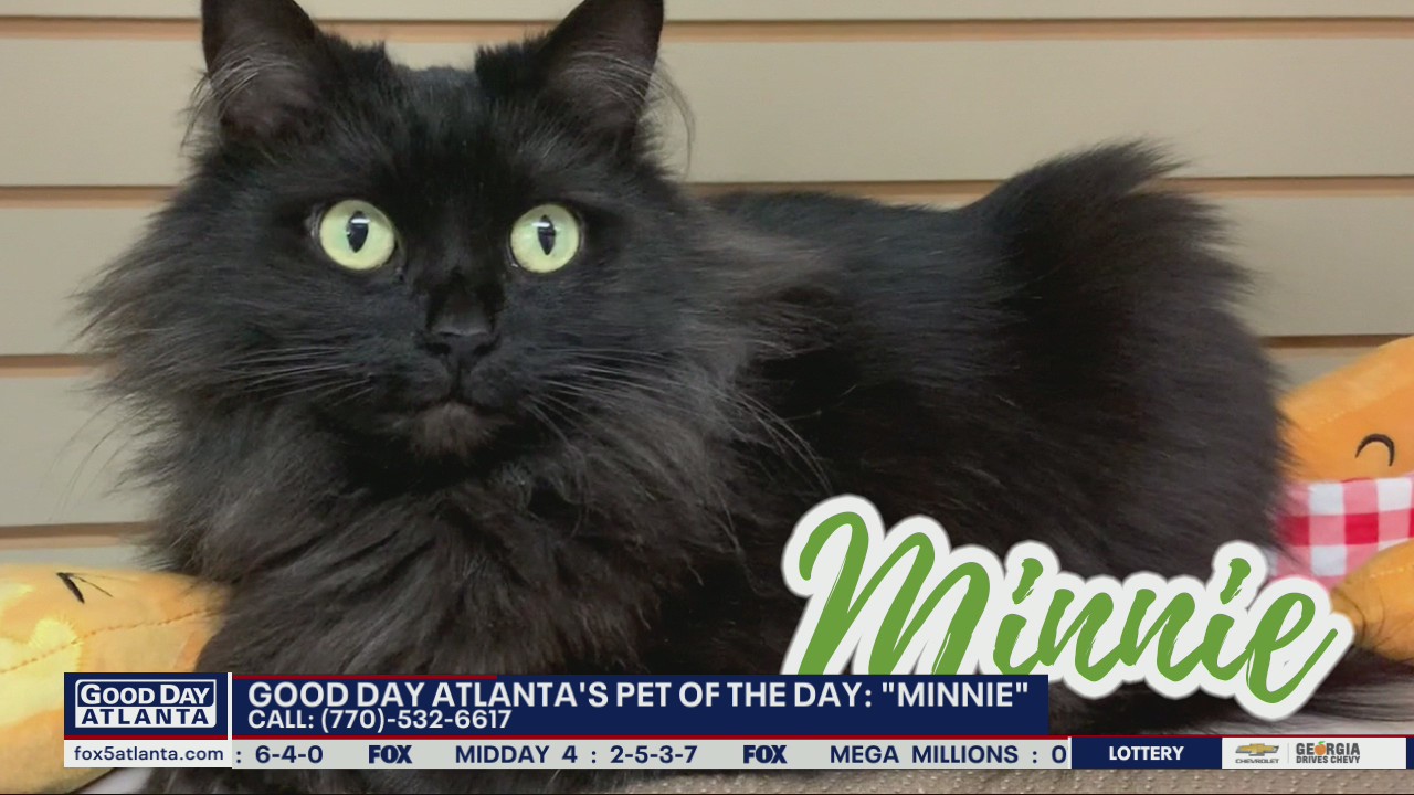 Pet of the Day from the Humane Society of Northeast Georgia