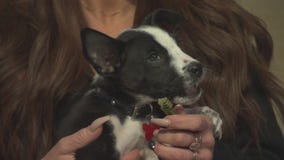 Pet Project: True from Doggie Tahiti