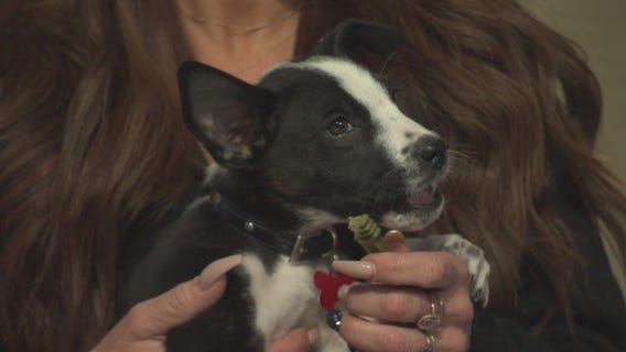 Pet Project: True from Doggie Tahiti