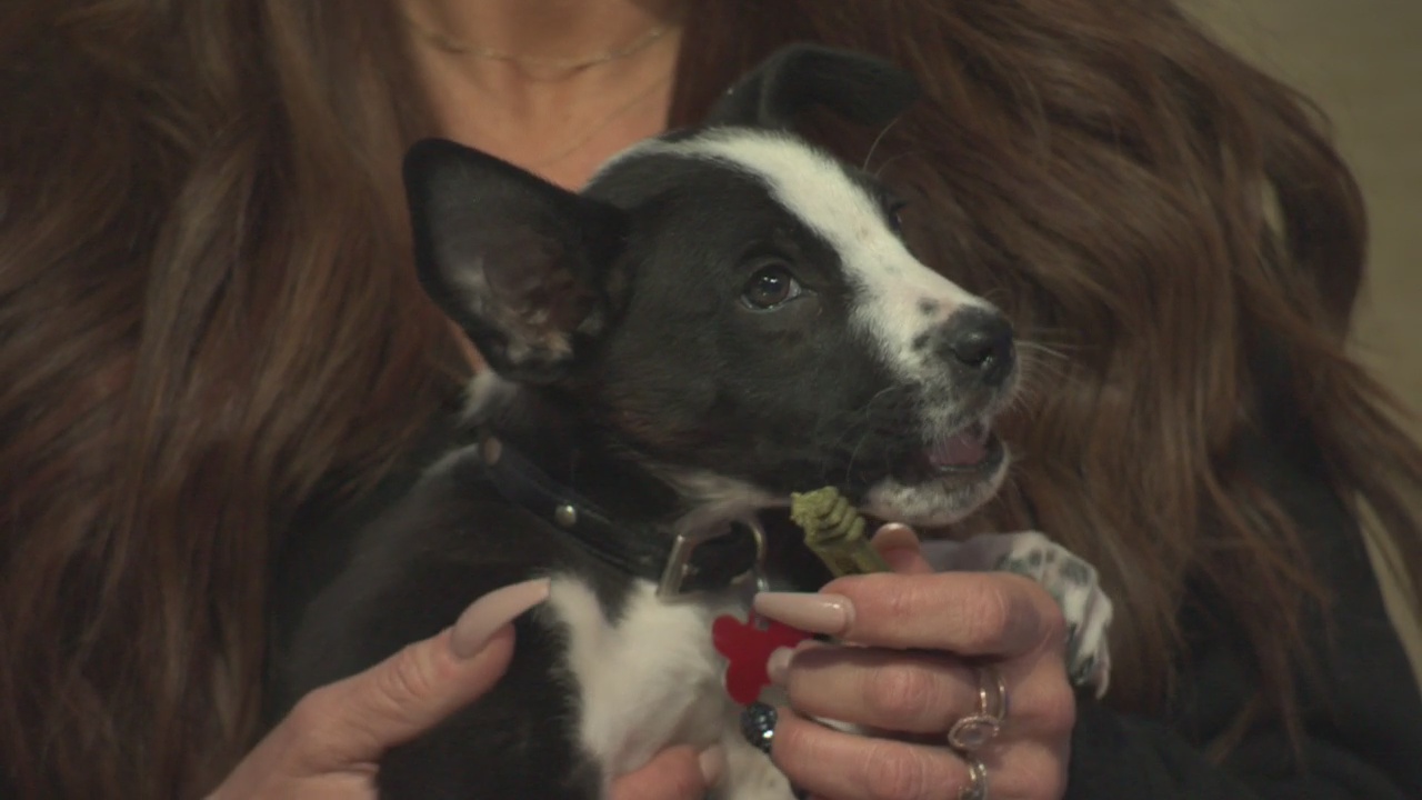 Pet Project: True from Doggie Tahiti
