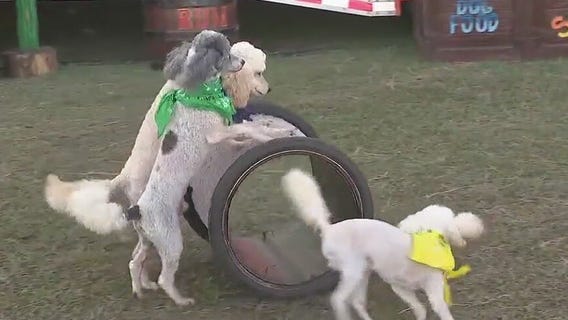 Performing pups at the Osceola County Fair