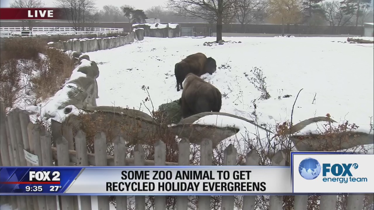 Some zoo animals get recycled holiday evergreen trees