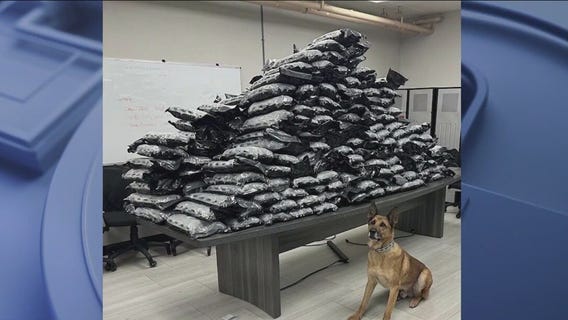 Blue Island K9 is one very good boy