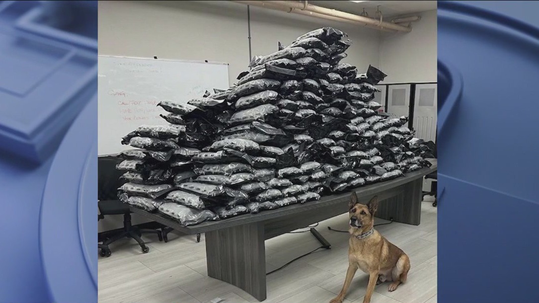 Blue Island K9 is one very good boy